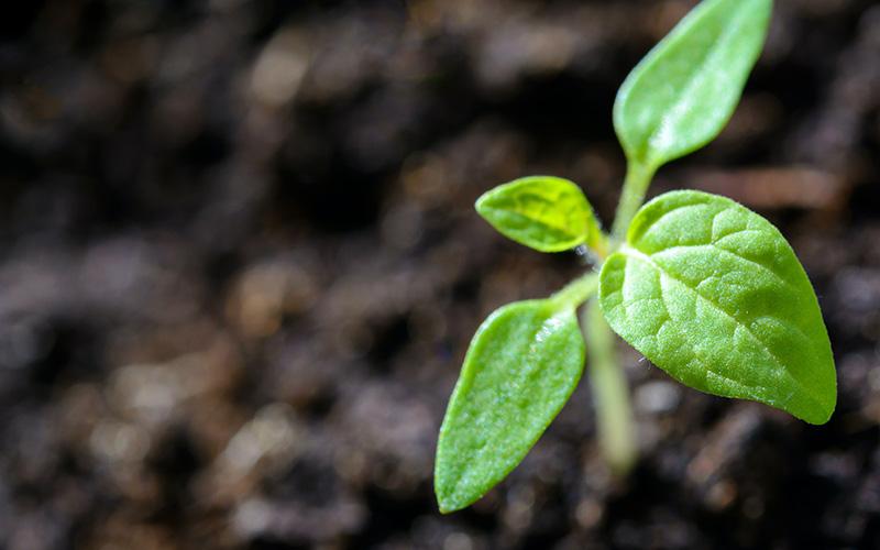 photo of small bright green plant seedling growing out of dark brown earth