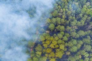 Panorama aerial wildfire is burning trees dry grass in the forest.